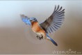 /album/galerie-de-photos-nature-technologie/screenhunter-45-jan-17-17-57-jpg/